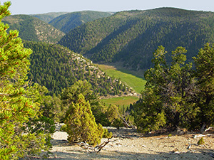 Headwaters of Main Canyon in the PR Spring Area