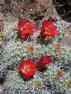 ClaretCupCactus