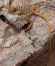 Collared Lizard