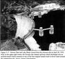Hoover Dam April 20, 1954