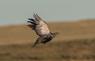Sage grouse in flight