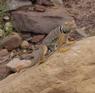 Western collard lizard